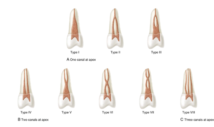 Root Canal Anatomy of the human Permanent Teeth - EndoSum